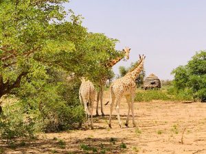 Girafes de kouré